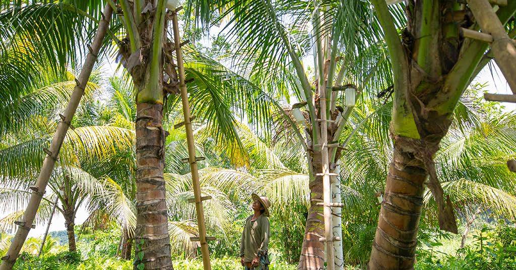 A person is standing in a coconut grove. The grove is dense, with numerous coconut trees of varying heights and sizes.